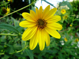 Картинка цветы рудбекия лепестки