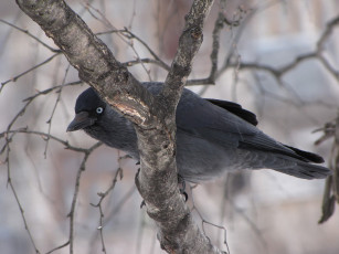 Картинка животные вороны грачи галки зима галка
