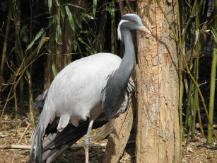 Картинка животные журавли лес