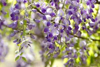 Картинка цветы глициния гроздья