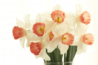 Картинка цветы нарциссы букет