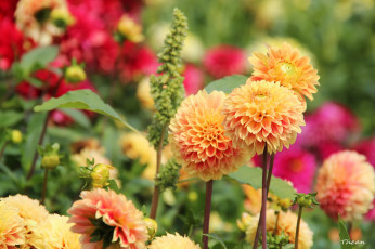 Картинка цветы георгины оранжевый