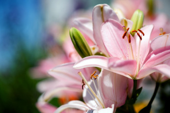 Картинка цветы лилии лилейники розовый