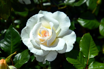 Картинка цветы розы белый