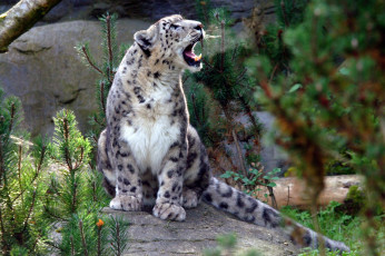 Картинка животные снежный барс ирбис