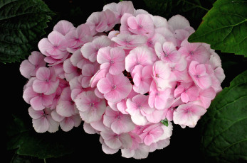 Картинка цветы гортензия розовый