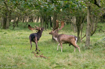 Картинка животные олени