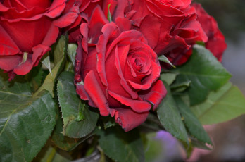 Картинка цветы розы красный букет