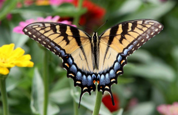Картинка животные бабочки крылья пестрый