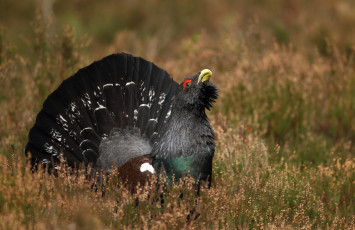 Картинка животные глухари тетерева фазаны хвост