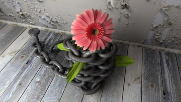 Картинка 3д графика flowers цветы доски гербера цепь