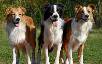 Картинка животные собаки