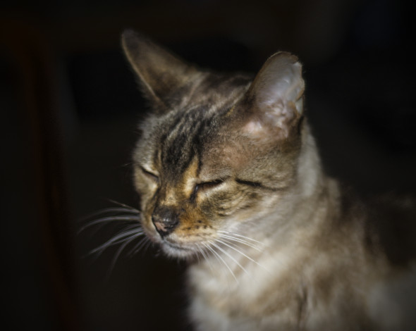 Обои картинки фото животные, коты, кот