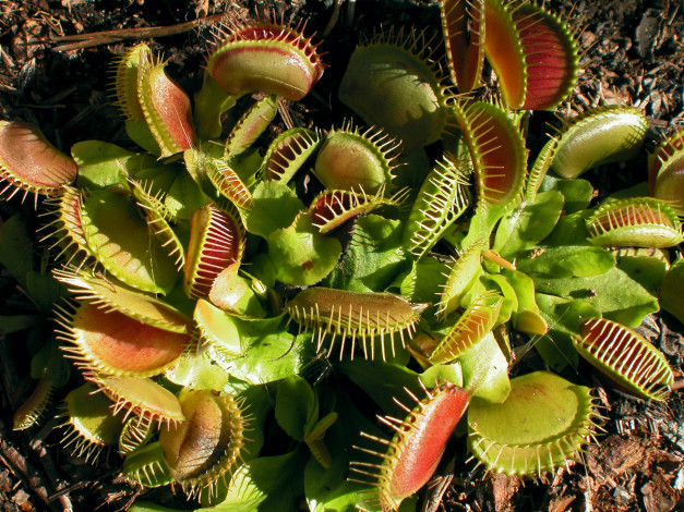 Обои картинки фото цветы