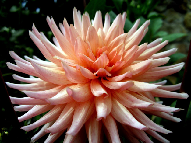 Обои картинки фото цветы, георгины, макро