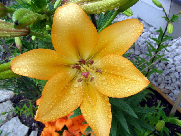 Обои картинки фото цветы, лилии, лилейники, лепестки