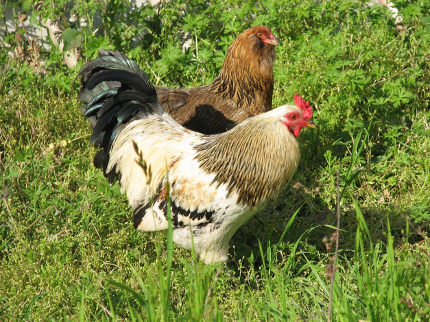 Обои картинки фото животные, куры, петухи
