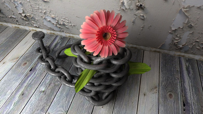 Обои картинки фото 3д, графика, flowers, цветы, доски, гербера, цепь