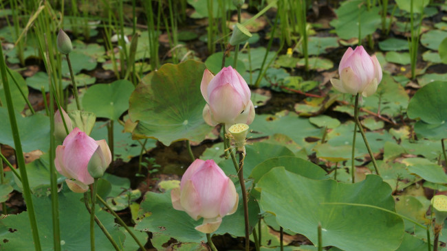 Обои картинки фото цветы, лотосы, лотос