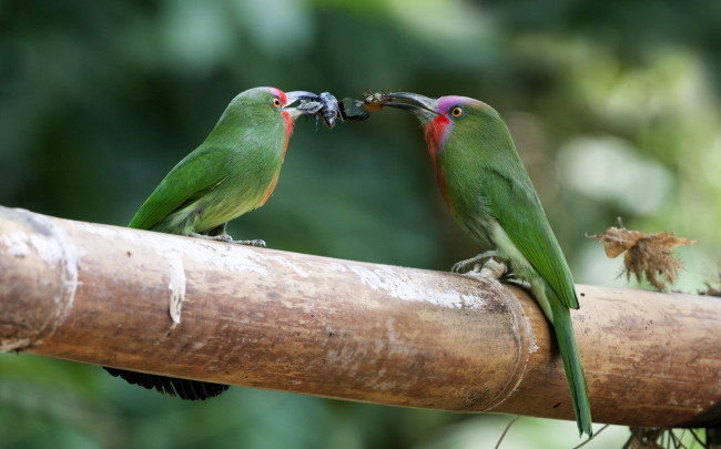 Обои картинки фото животные, щурки, пчелоеды, пара, добыча