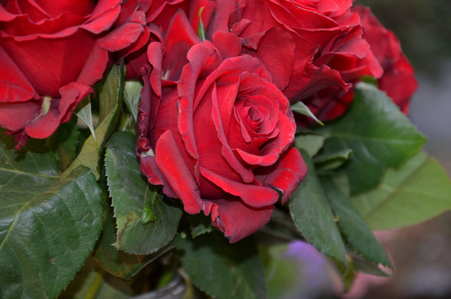 Обои картинки фото цветы, розы, красный, букет