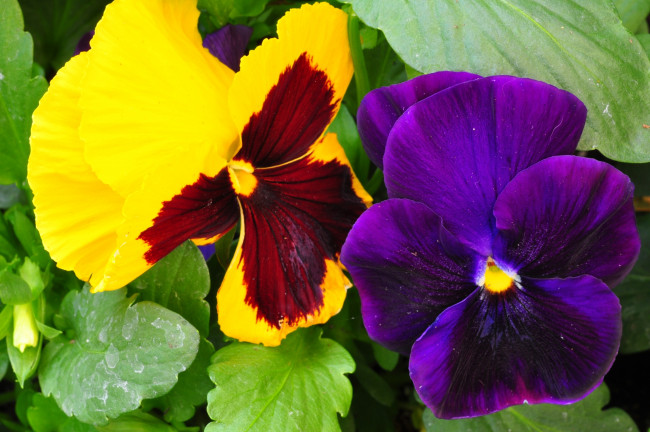 Обои картинки фото цветы, анютины, глазки, садовые, фиалки, фиолетовый, желтый, виола