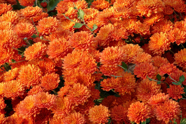 Обои картинки фото цветы, хризантемы, оранжевый, много