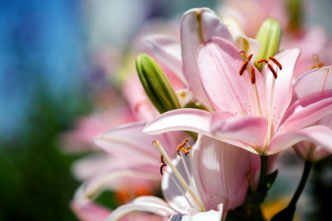 Обои картинки фото цветы, лилии, лилейники, розовый