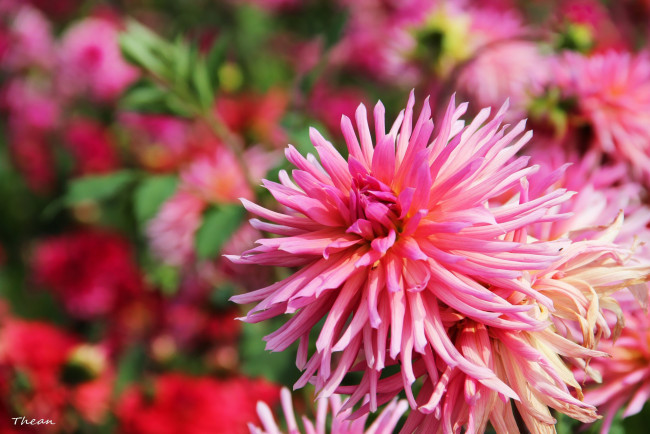 Обои картинки фото цветы, георгины, розовый