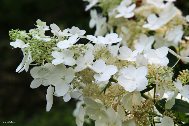 Обои картинки фото цветы, гортензия, белый