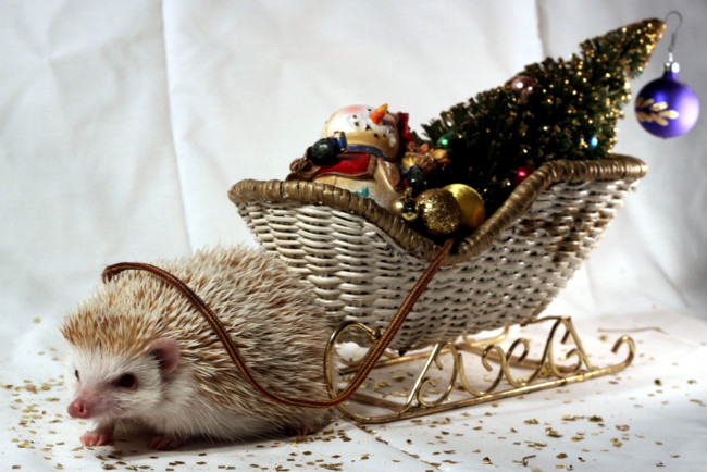 Обои картинки фото животные, ежи, повозка, праздник, иголки