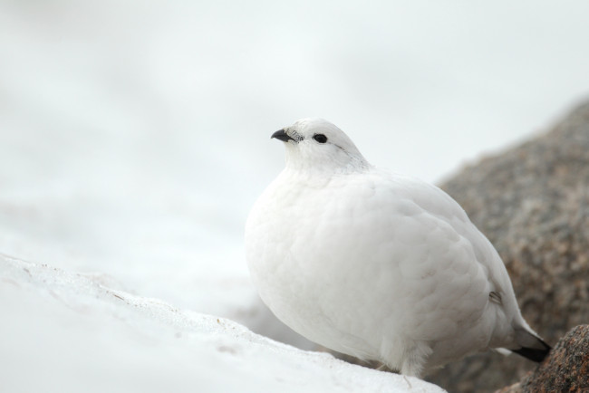 Обои картинки фото животные, куропатки, рябчики, перепела, куропатка, белый