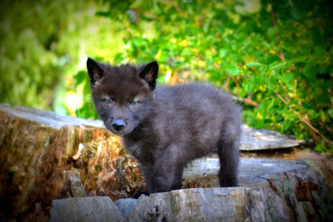 Обои картинки фото животные, волки, волчонок, черный