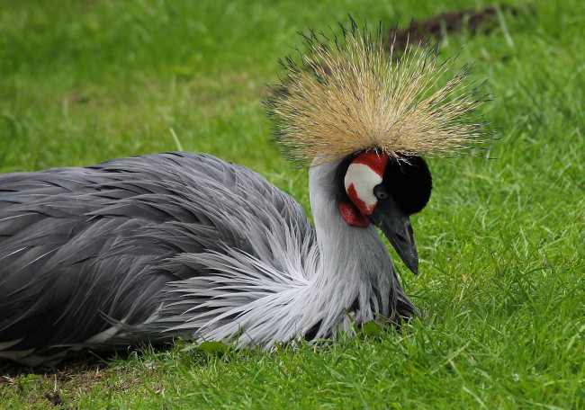 Обои картинки фото животные, журавли, клюв