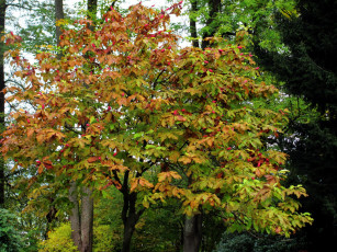 Картинка природа деревья осень