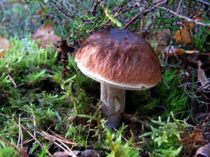 Картинка природа грибы боровик