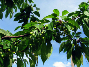 Картинка природа Ягоды черешня