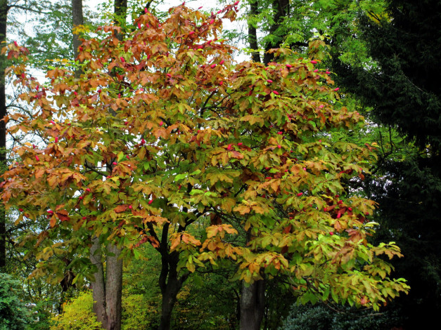 Обои картинки фото природа, деревья, осень