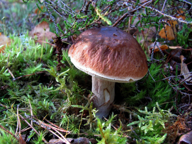 Обои картинки фото природа, грибы, боровик