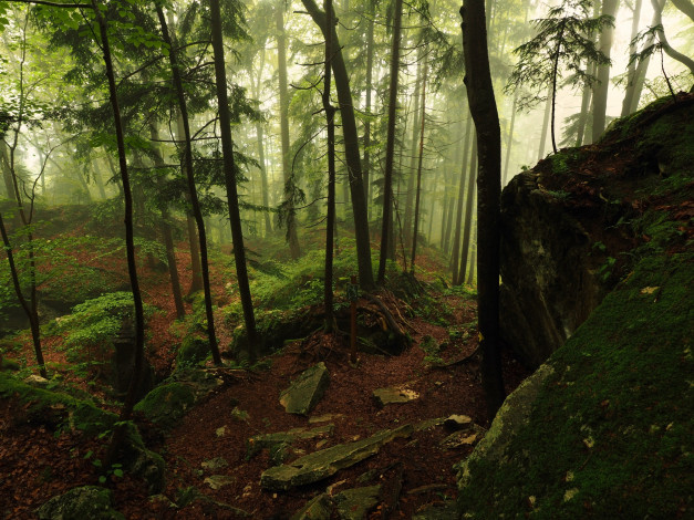 Обои картинки фото природа, лес, деревья