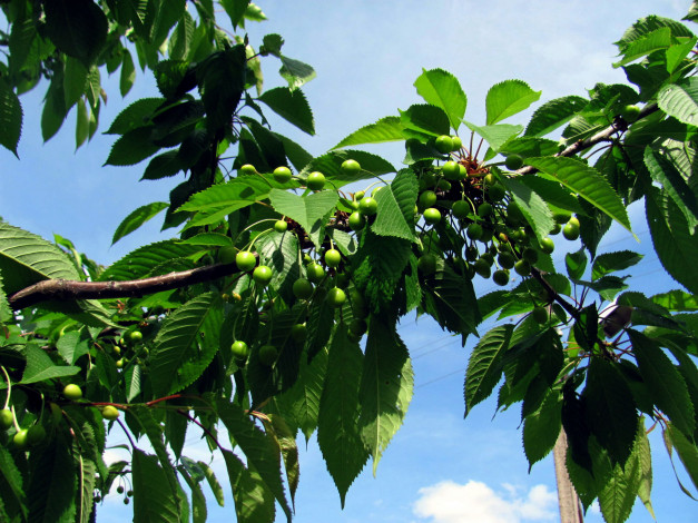 Обои картинки фото природа, Ягоды, черешня