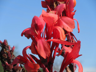 Картинка цветы камыш