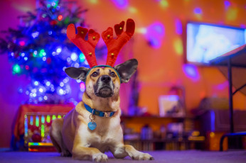 Картинка животные собаки праздник собака друг новый год рога