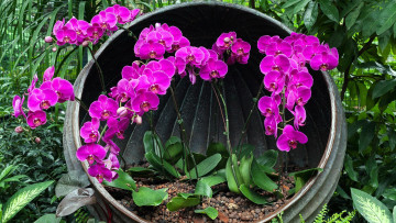 Картинка цветы орхидеи экзотика