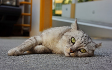 Картинка кот животные коты