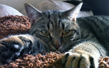 Картинка кот животные коты