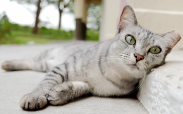 Картинка кот животные коты