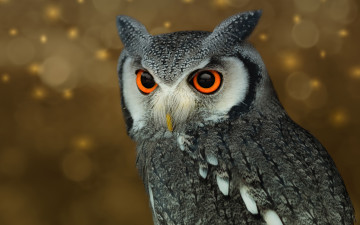 Картинка животные совы сова фон перья птица