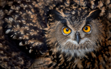 Картинка животные совы сова взгляд птица перья