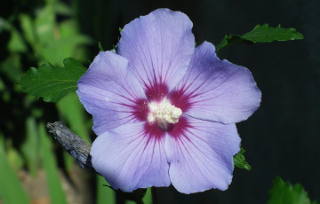 Картинка цветы гибискусы макро